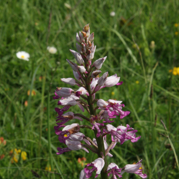 Orchis militaris
